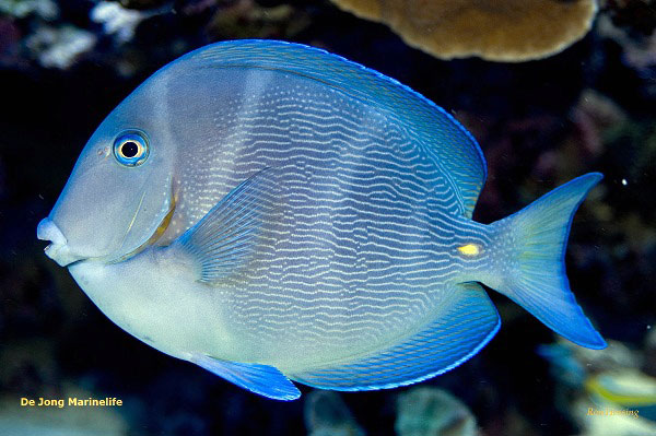 Acanthurus coeruleus